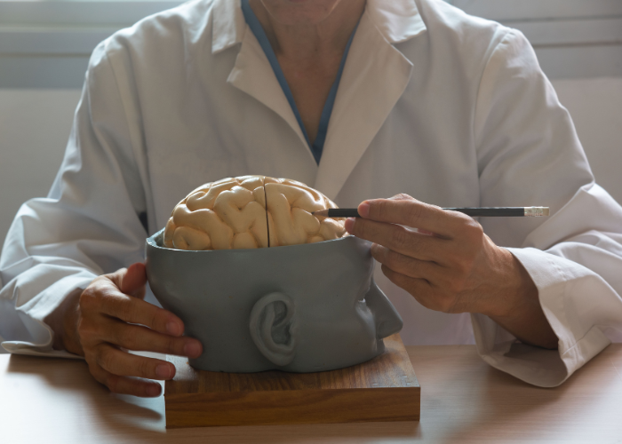 Neurocirujano con bolígrafo en mano señalando una sección del cerebro